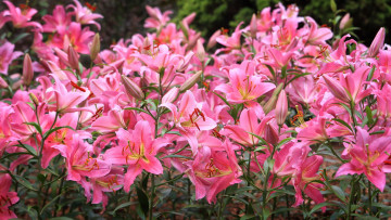 Картинка цветы лилии +лилейники