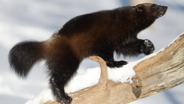 обоя росомаха, животные, росомахи, животное, хищник, млекопитающее, куньи, опасное, мех, когти