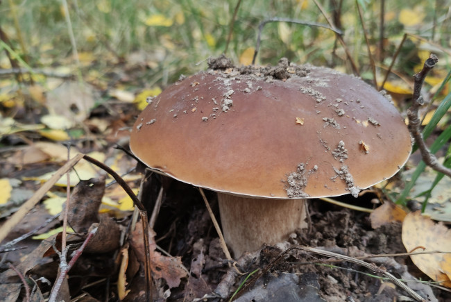 Обои картинки фото природа, грибы, лес, листва, гриб, белый, боровик, осень