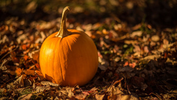 Картинка тыква еда овощь фон