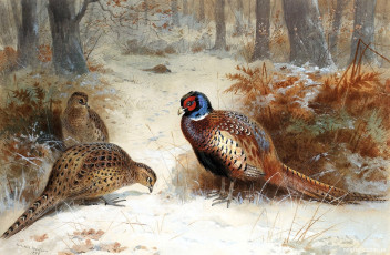 Картинка рисованное archibald+thorburn фазаны лес снег кусты