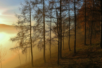 обоя природа, горы, лес, деревья, осень, туман