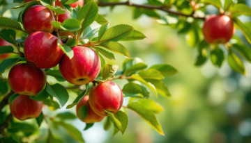 обоя 3д графика, природа , nature, ветка, яблоки