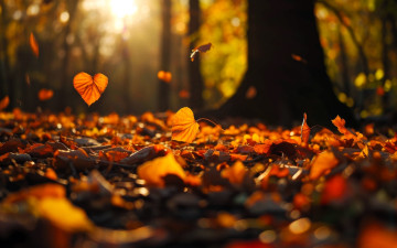 обоя 3д графика, природа , nature, лес, деревья, осень, листья