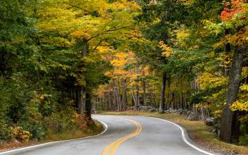 обоя природа, дороги, лес, осень, дорога, шоссе