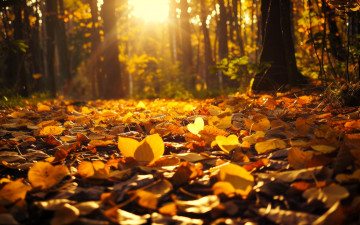 Картинка природа лес деревья лучи листья осень