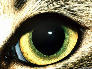 обоя разное, глаза, глаз, зрачок, шерсть