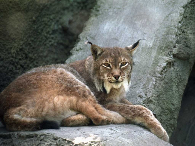 Обои картинки фото животные, рыси