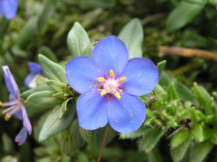 Картинка цветы