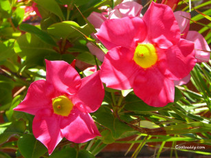 Картинка цветы адениум пустынная роза