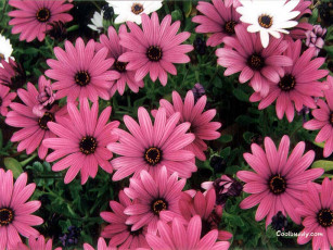 Картинка цветы диморфотеки