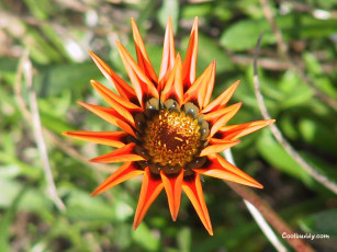 Картинка цветы газания