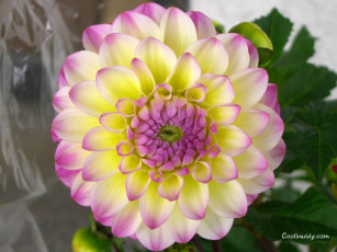 Картинка цветы георгины