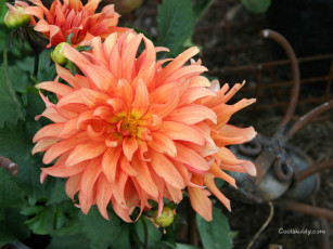 Картинка цветы георгины