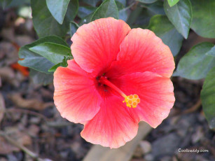 Картинка цветы гибискусы