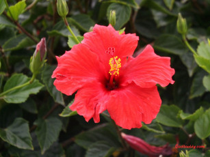 Картинка цветы гибискусы