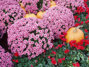 Картинка цветы хризантемы