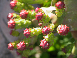 Картинка цветы кактусы