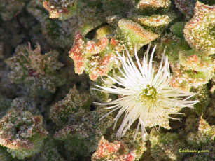 Картинка цветы кактусы