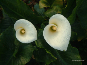 Картинка цветы каллы