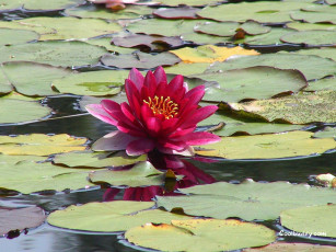 Картинка цветы лилии водяные нимфеи кувшинки