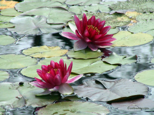 обоя цветы, лилии, водяные, нимфеи, кувшинки