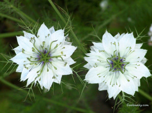 Картинка цветы нигелла