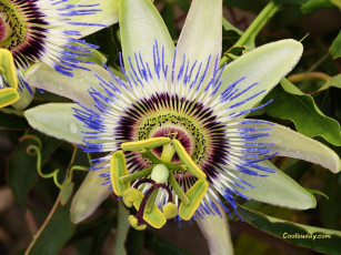 Картинка цветы пассифлора