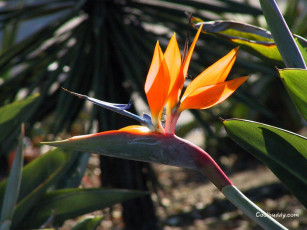 Картинка цветы стрелиция райская птица