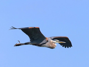 Картинка животные цапли