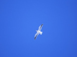 обоя животные, Чайки, бакланы, крачки