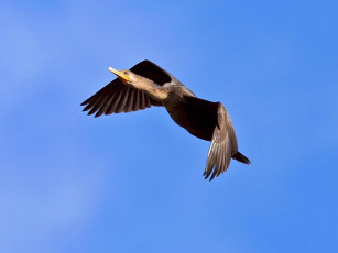 обоя животные, Чайки, бакланы, крачки