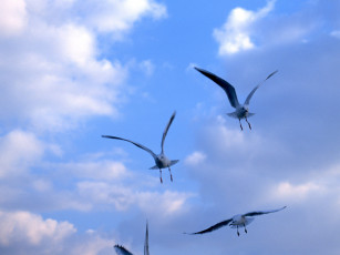 Картинка животные Чайки бакланы крачки