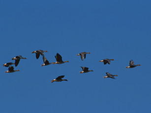 Картинка животные гуси