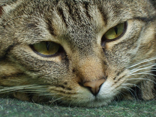 Картинка животные коты