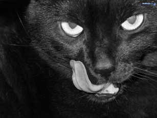 Картинка животные коты