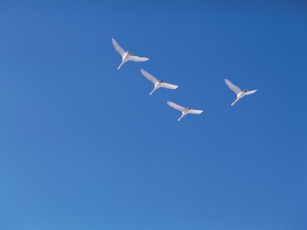 обоя животные, лебеди