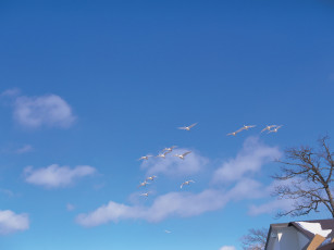 Картинка животные лебеди