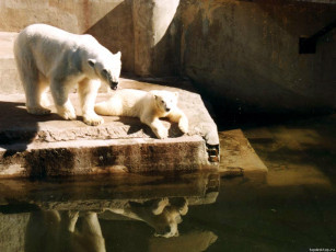 Картинка животные медведи