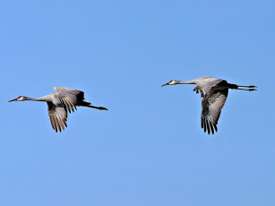 Картинка животные журавли