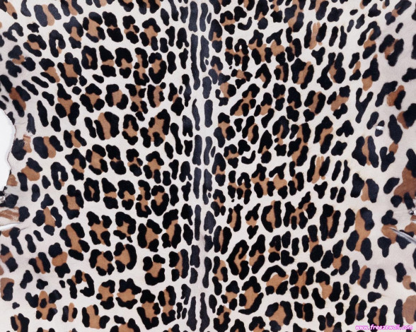 Обои картинки фото разное