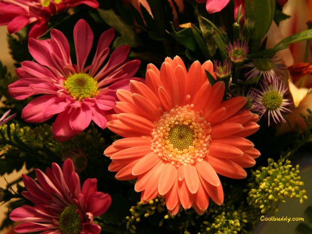 Обои картинки фото цветы, герберы