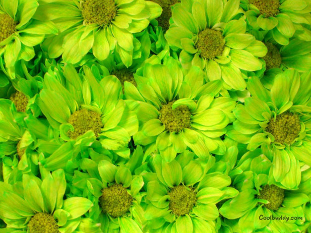 Обои картинки фото цветы, хризантемы