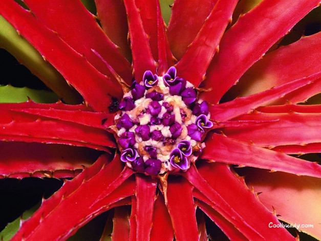 Обои картинки фото цветы, кактусы