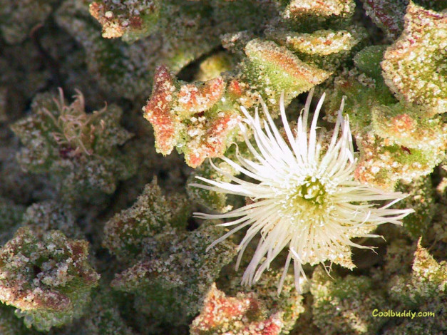 Обои картинки фото цветы, кактусы