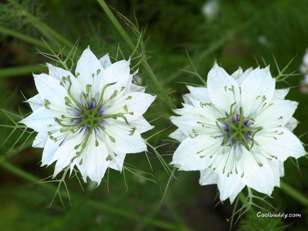 Обои картинки фото цветы, нигелла