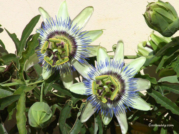 Обои картинки фото цветы, пассифлора