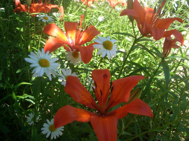 Обои картинки фото цветы, разные, вместе