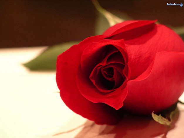 Обои картинки фото цветы, розы