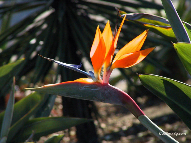 Обои картинки фото цветы, стрелиция, райская, птица